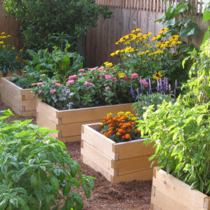 natural-cedar-raised-garden-beds-vegetables-herbs-flowers__73623.1518558216.1280.1280__59589.1520032149.1280.1280__72985.1520643790